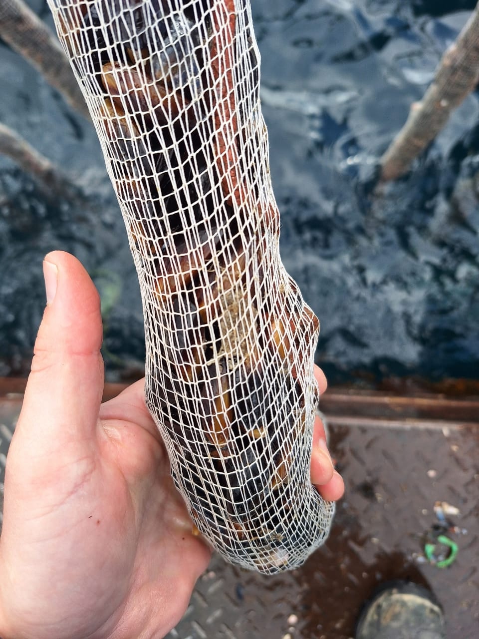 Aquaculture · Tipy Town